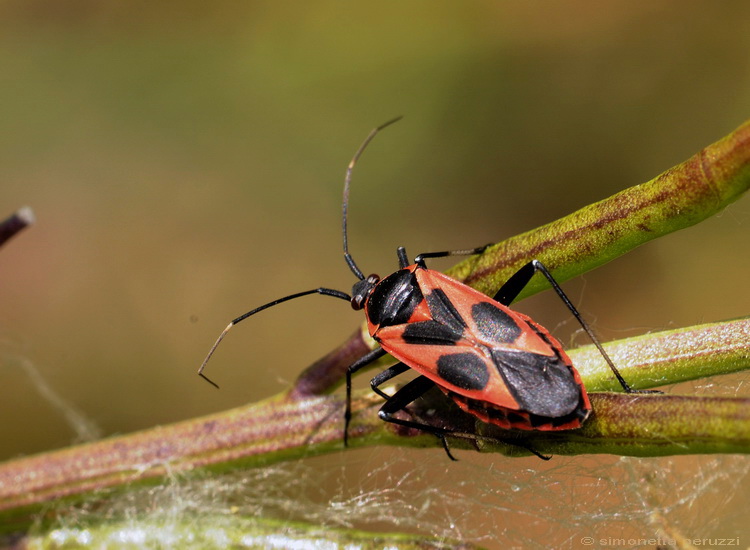 Calocoris nemoralis confluens